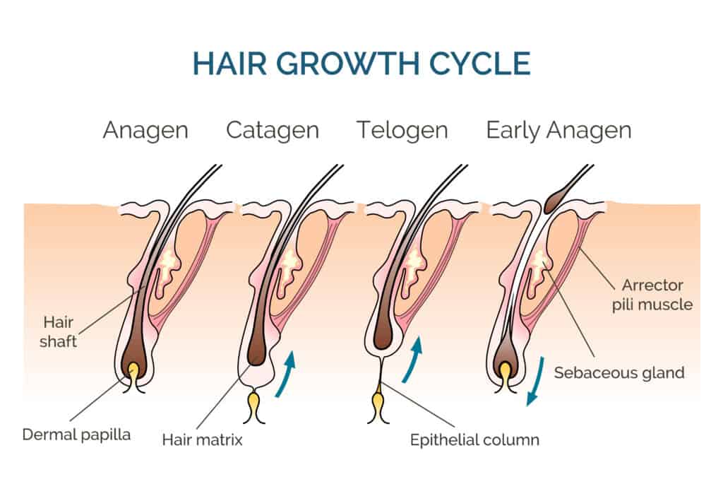 Hair and Scalp Conditions - GroHair Trichology Clinic